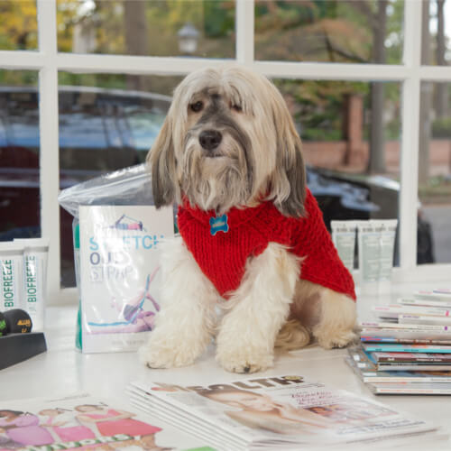 The Physical Therapy Zone Alexandria VA is Dog Friendly!